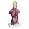 Image for Little Joe - Mini Anatomical Torso