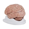 Image for Human Brain Model With Arteries